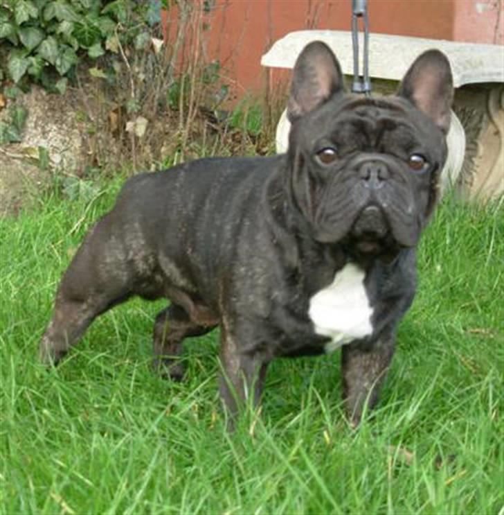 Fransk bulldog lui-aimees enzo = victor - Far Fanto.. billede 8