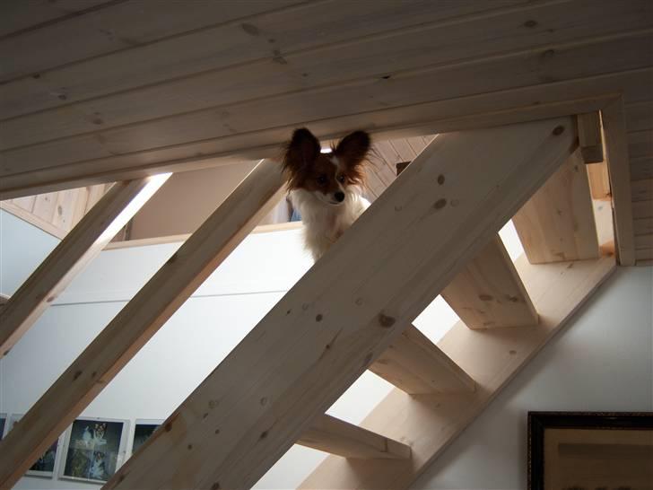 Papillon Spolum´s Wiktoria - Trappe bestigeren Wiktoria billede 3