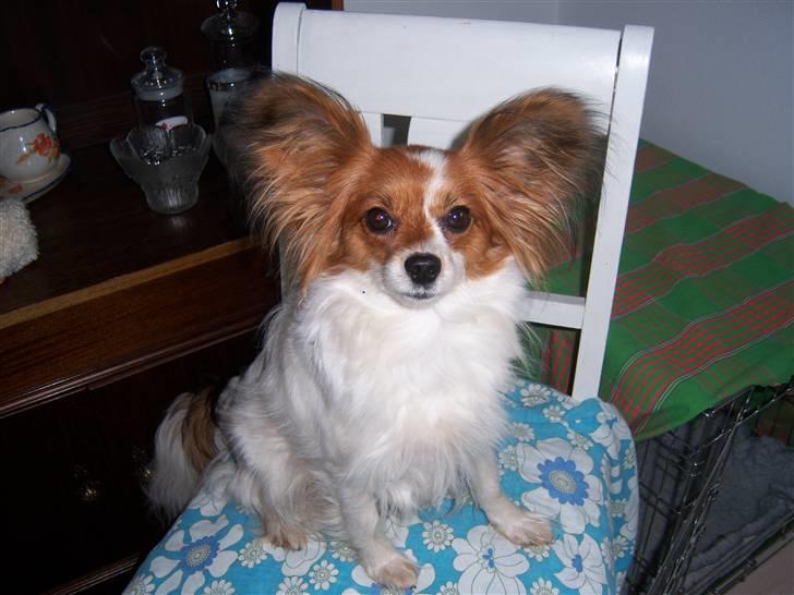 Papillon Spolum´s Wiktoria - Wiktoria den dejlige billede 4