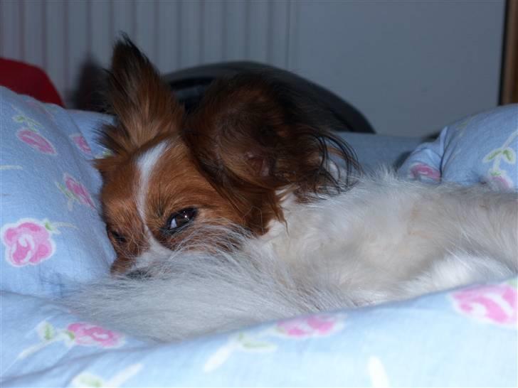 Papillon Spolum´s Wiktoria - Jeg vil gerne sove , jeg kommer lige om lidt mor .. billede 5