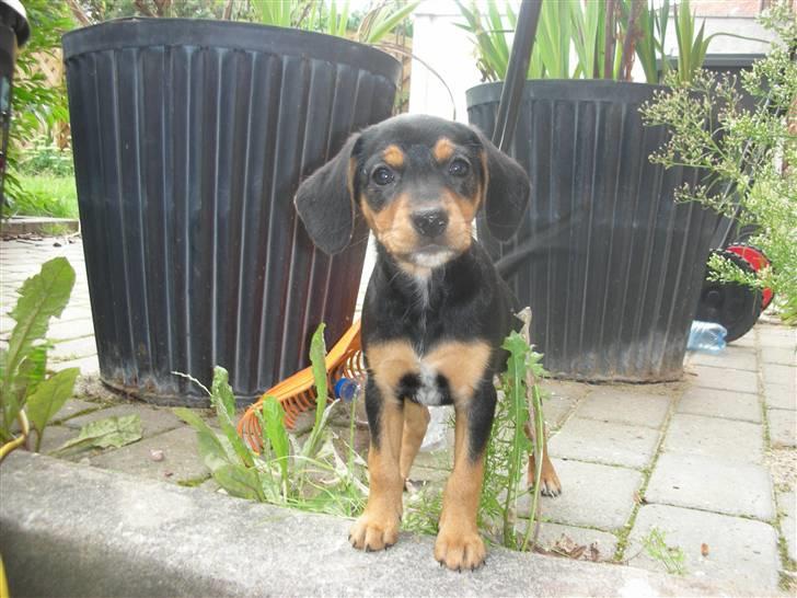 Blanding af racer Sussi - Sussi 8 uger billede 1