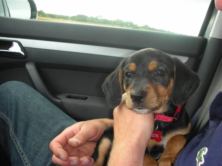 Blanding af racer Sussi - På vej hjem i bilen, har lige fået hende billede 2