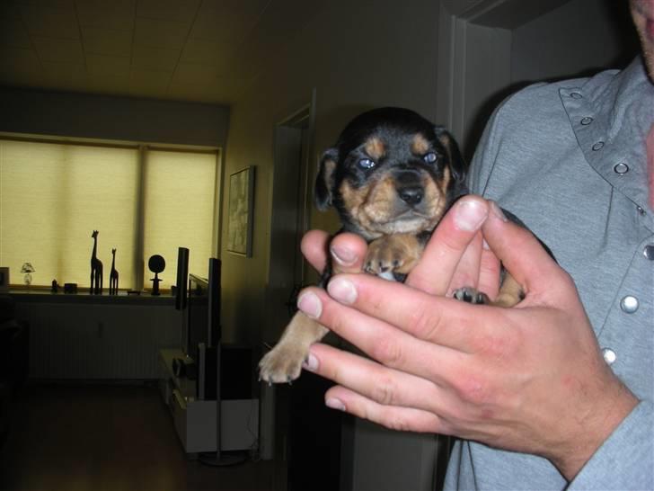 Blanding af racer Sussi - Sussi 4 uger billede 3