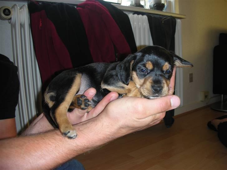 Blanding af racer Sussi - Sussi 6 uger billede 4