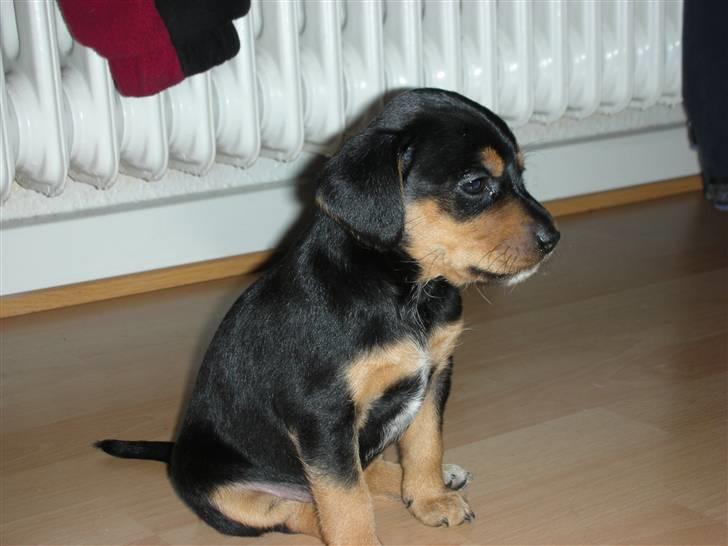 Blanding af racer Sussi - Sussi 6 uger billede 5