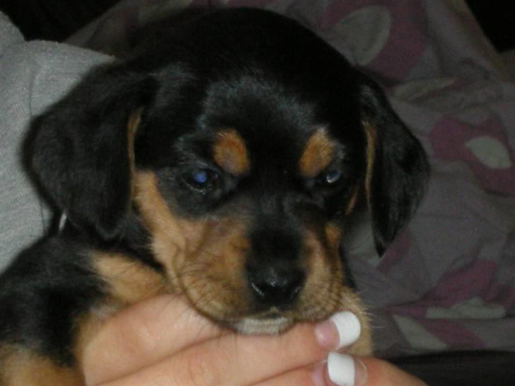 Blanding af racer Sussi - Sussi 6 uger billede 6