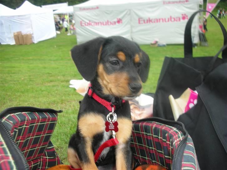 Blanding af racer Sussi - Sussi med til DK´s sødeste hund. Her er hun 8 uger billede 7