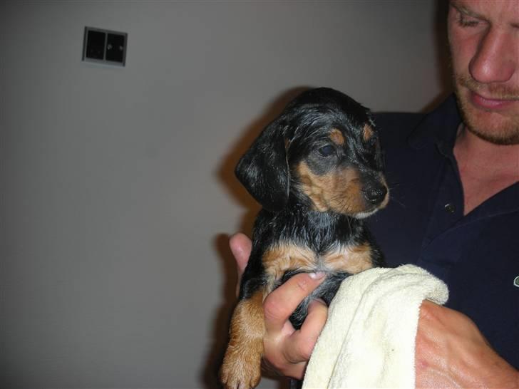 Blanding af racer Sussi - Sussi 8 uger billede 8