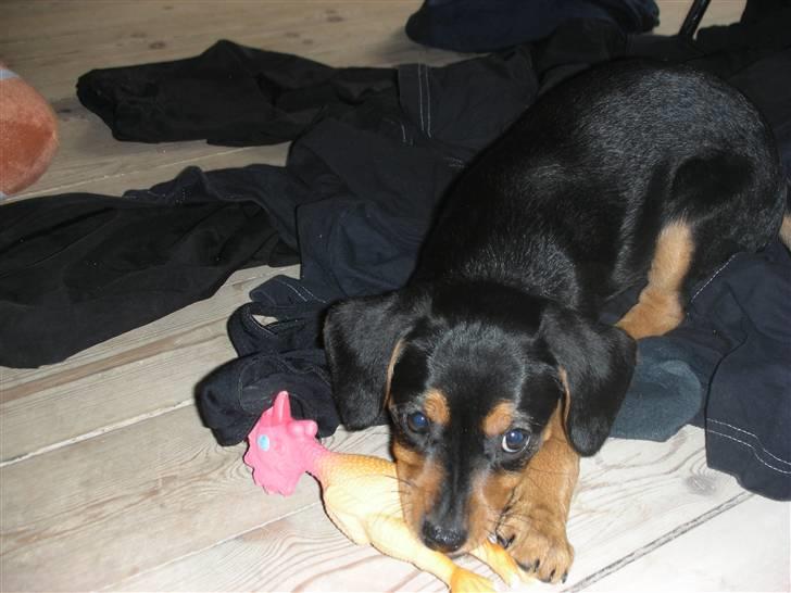 Blanding af racer Sussi - Sussi 8 uger billede 9