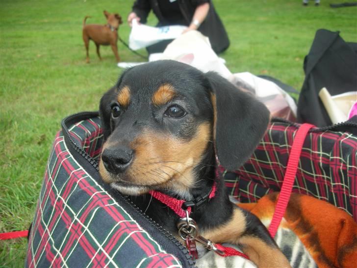 Blanding af racer Sussi - Sussi 8 uger billede 10