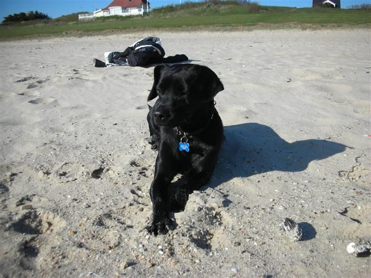 Blanding af racer Sigurd billede 16