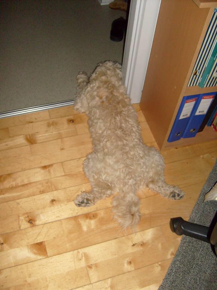 Blanding af racer Fister (Bobby) - Kys frøen :o) billede 7