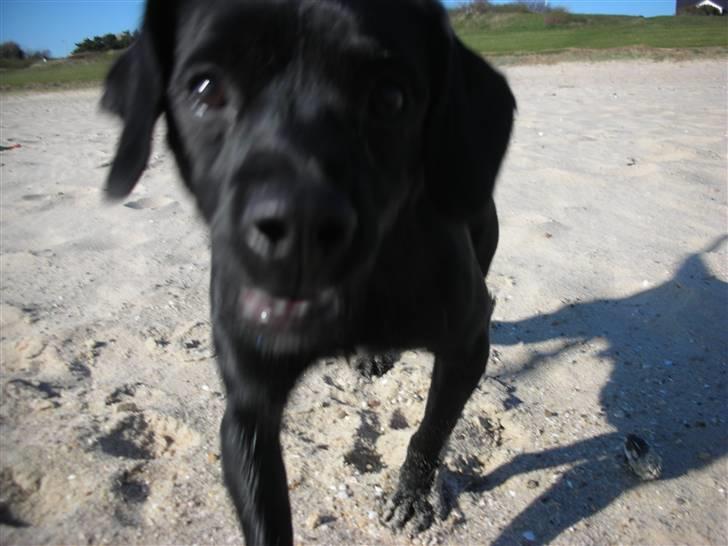 Blanding af racer Sigurd billede 17