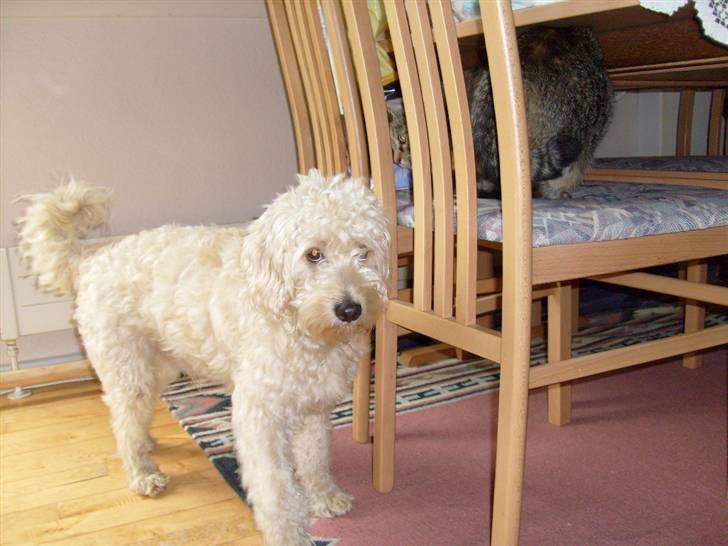 Blanding af racer Fister (Bobby) - Oskar og jeg skal nok blive venner billede 8