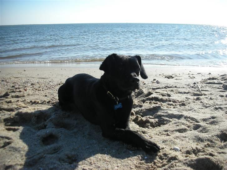 Blanding af racer Sigurd billede 18