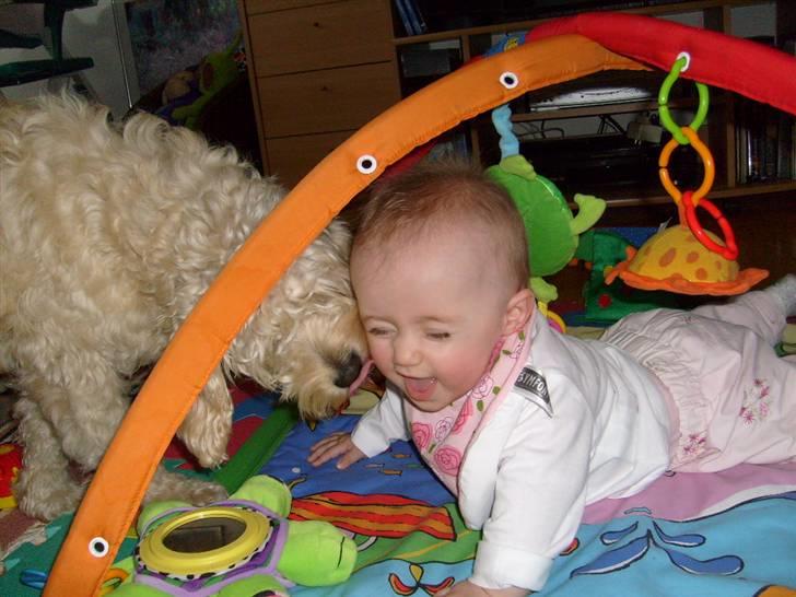 Blanding af racer Fister (Bobby) - Ihhh alle de nysser :o) billede 9