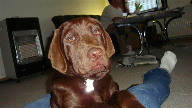 Labrador retriever Tyson billede 1