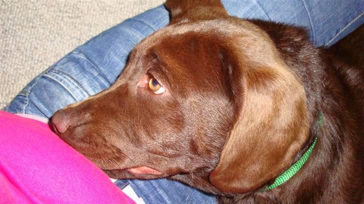 Labrador retriever Tyson - ja ja mor nu vil jeg also sove og ikke være fotomodel mere billede 2