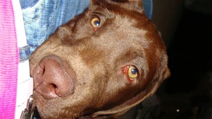 Labrador retriever Tyson billede 3