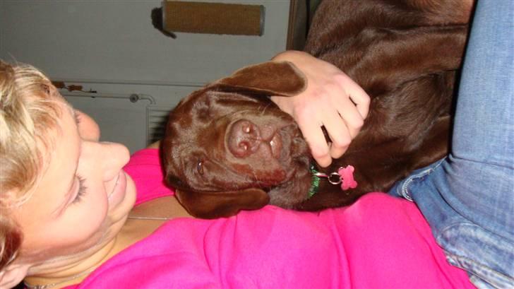 Labrador retriever Tyson - den er bare dejlig min lille prins billede 4