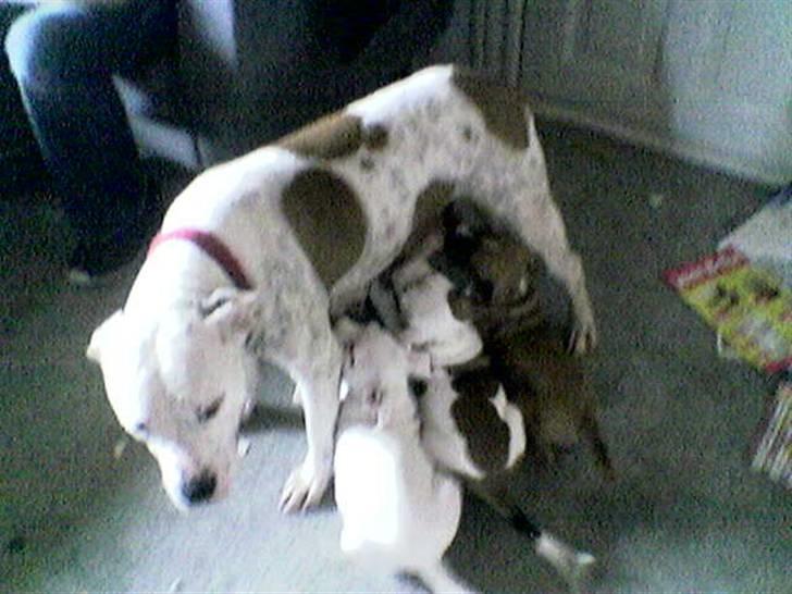 Blanding af racer Freja Godlike - Himmelhund - - Frejas mor Bella (Freja stå ved venstre bgben) billede 20