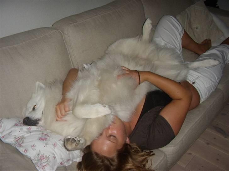 Samojedhund Backi billede 13