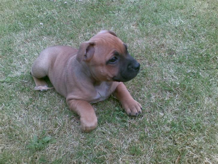 Staffordshire bull terrier Solo billede 8