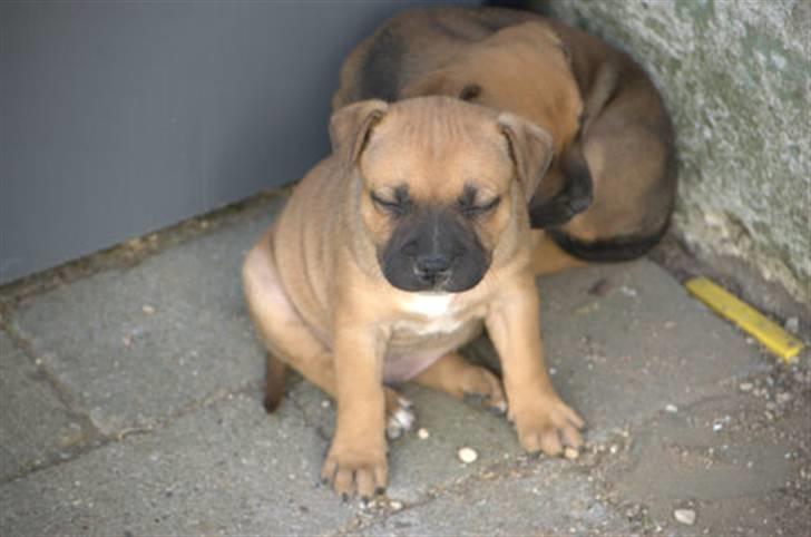 Staffordshire bull terrier Solo billede 9