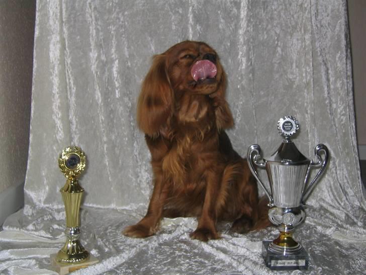 Cavalier king charles spaniel Topper billede 5