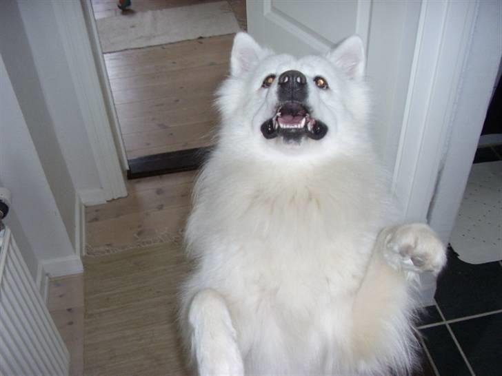 Samojedhund Backi billede 14