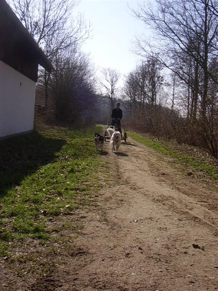 Samojedhund Backi billede 15