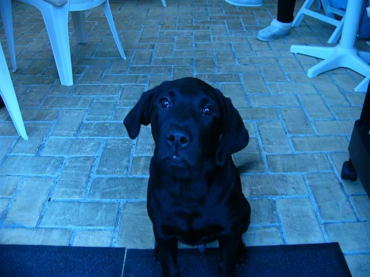 Labrador retriever Zacko billede 8