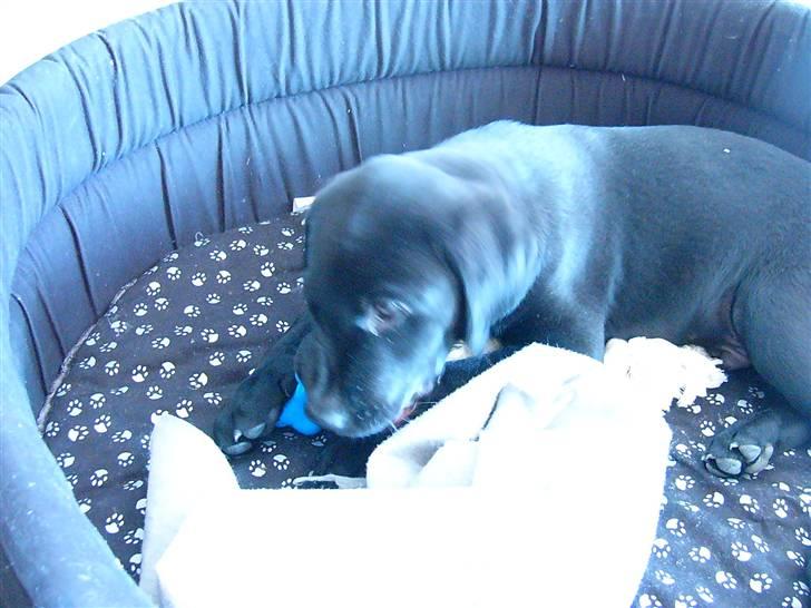 Labrador retriever Zacko billede 9