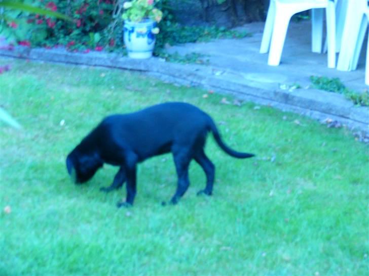 Labrador retriever Zacko billede 10