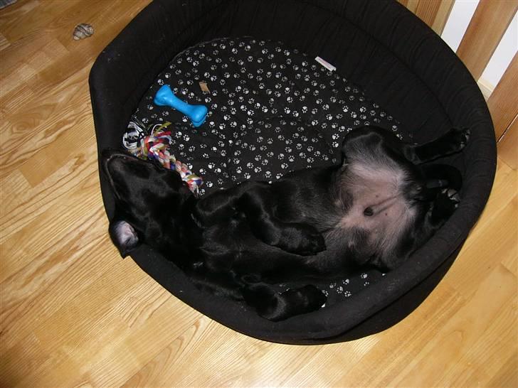 Labrador retriever Zacko billede 11