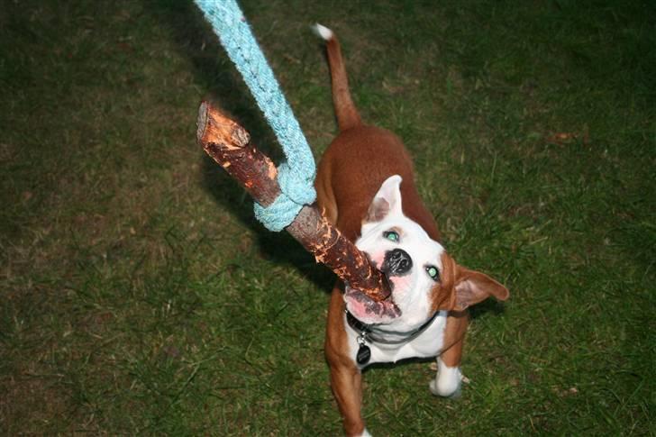 Staffordshire bull terrier Thor billede 13