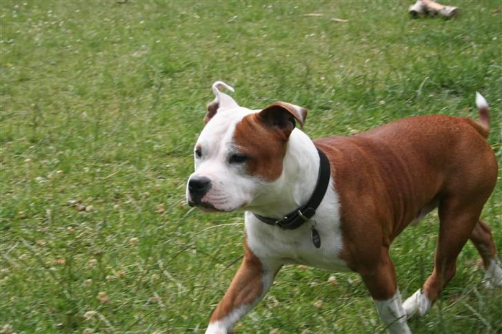 Staffordshire bull terrier Thor billede 14