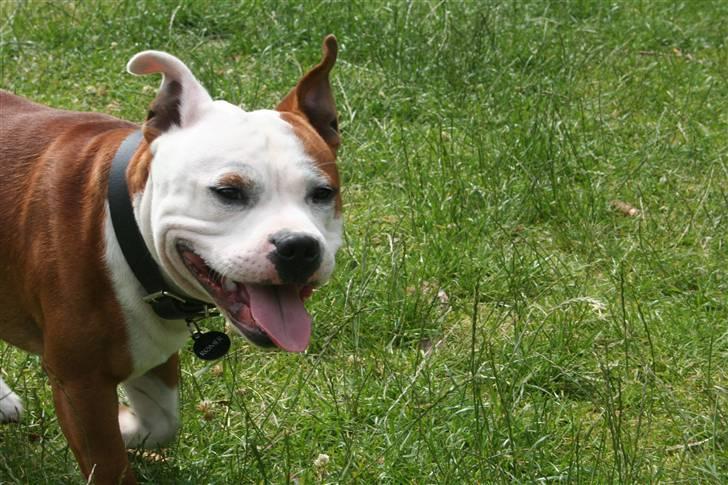 Staffordshire bull terrier Thor billede 15