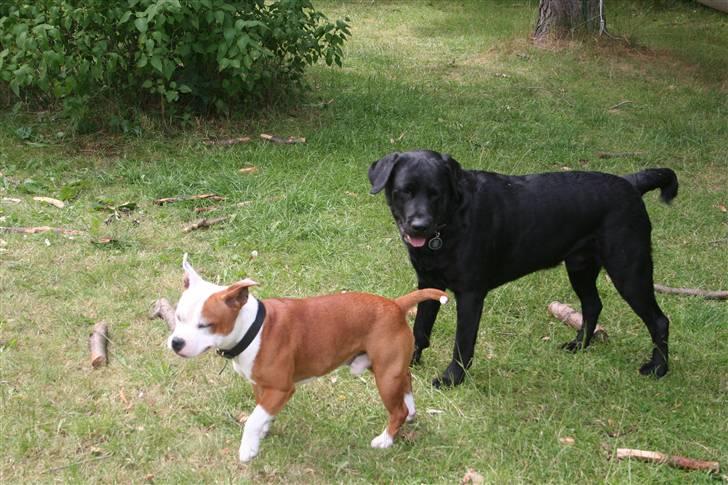 Staffordshire bull terrier Thor billede 16