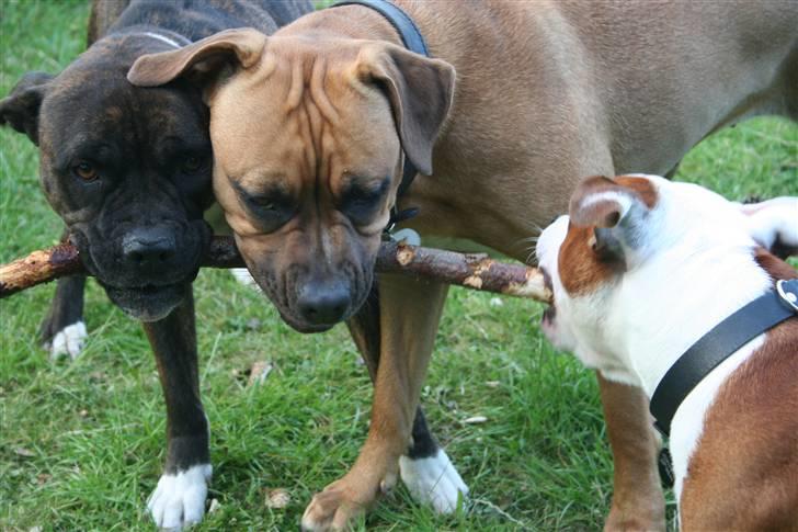 Staffordshire bull terrier Thor billede 17