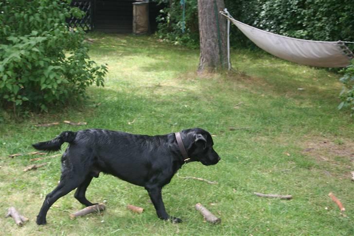 Labrador retriever Gilbert billede 16