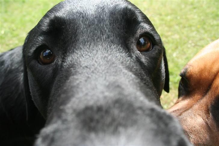 Labrador retriever Gilbert billede 17