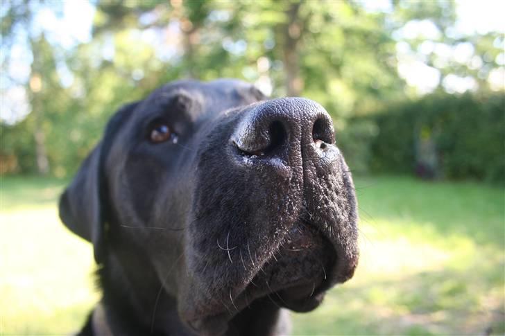 Labrador retriever Gilbert billede 18