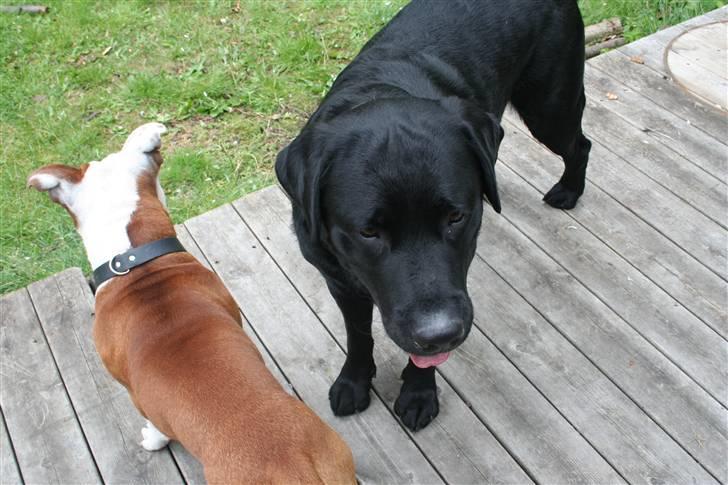 Labrador retriever Gilbert billede 19