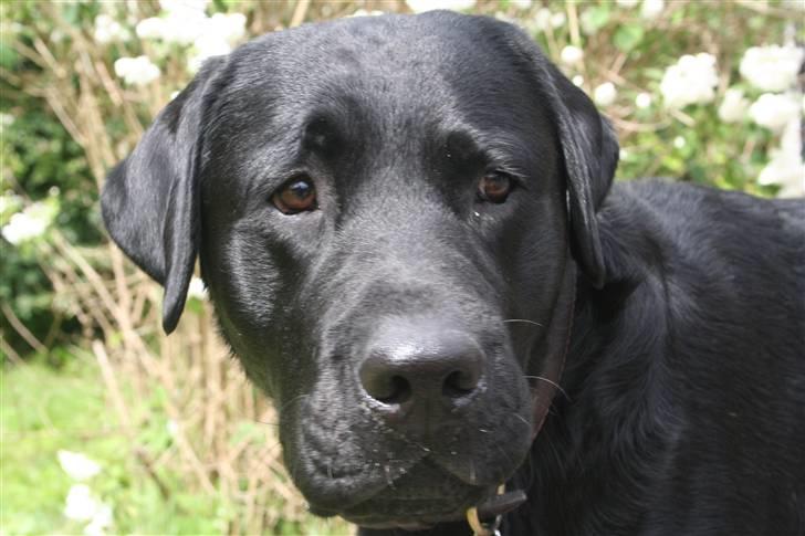 Labrador retriever Gilbert billede 20