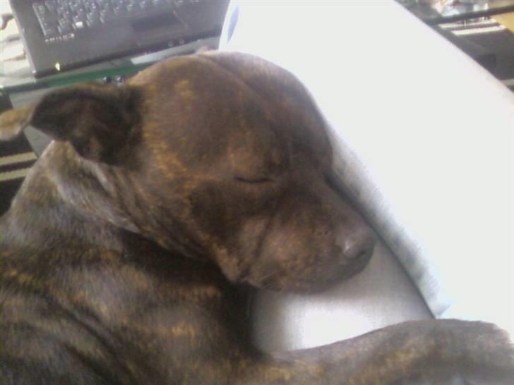 Staffordshire bull terrier Fiona billede 20