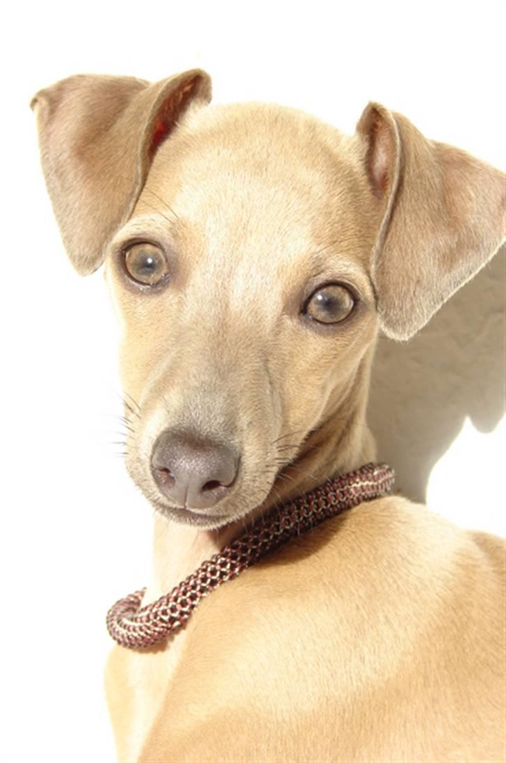 Italiensk mynde Nubit (Golden Lady) - Nubit som model for et grønlandsk perlesyet halsbånd billede 1