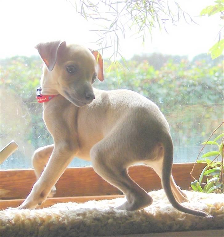 Italiensk mynde Nubit (Golden Lady) - BabyNubit 8 uger gammel billede 2