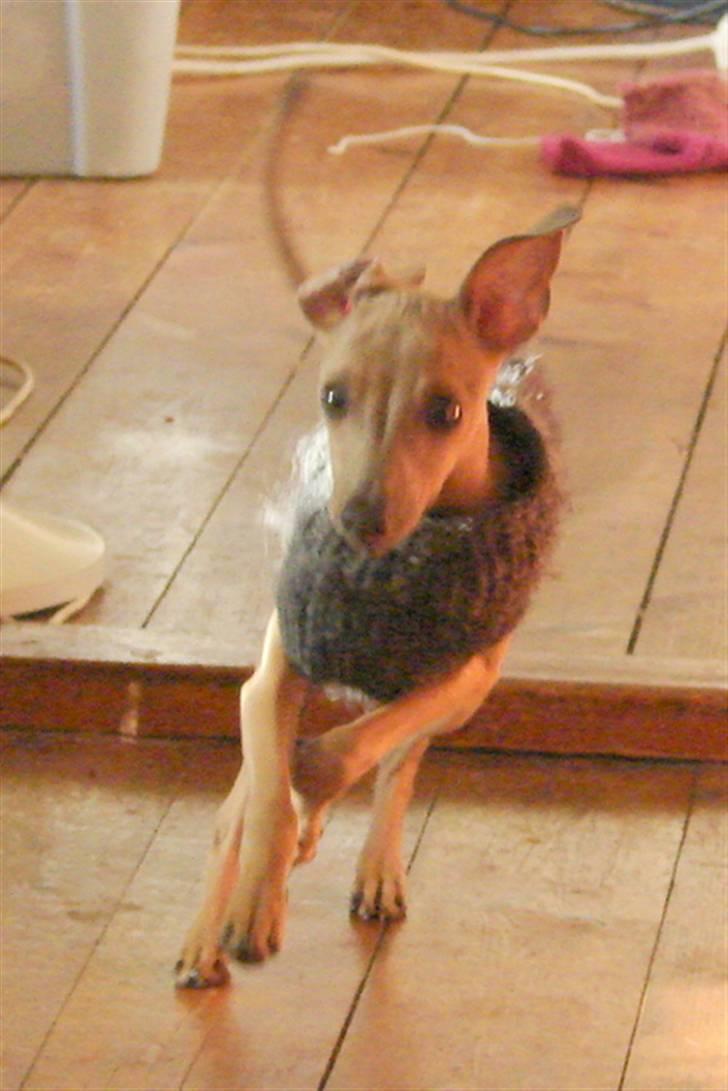 Italiensk mynde Nubit (Golden Lady) - Fart er sjovt billede 3