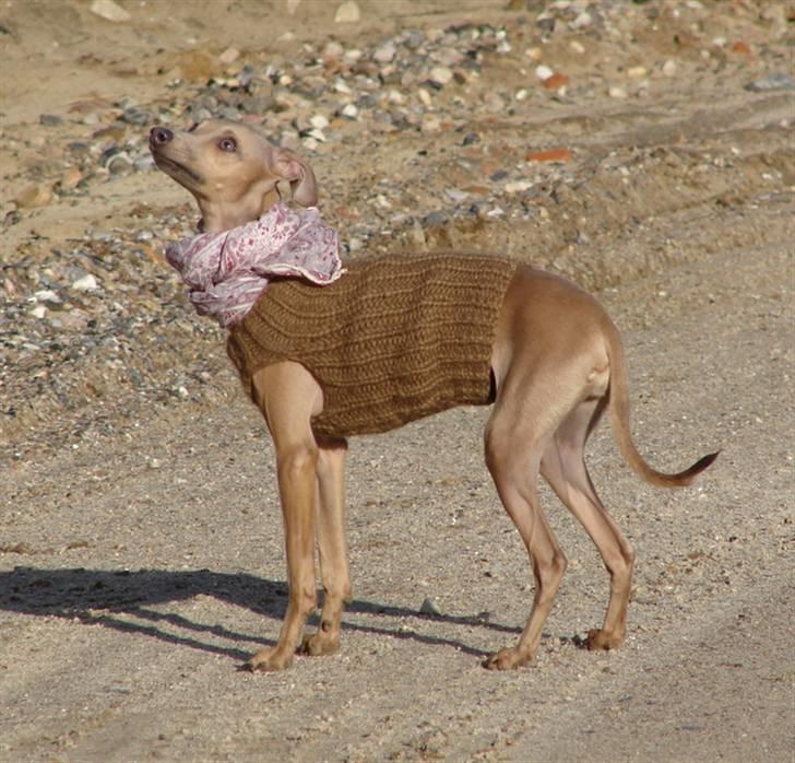 Italiensk mynde Nubit (Golden Lady) billede 4